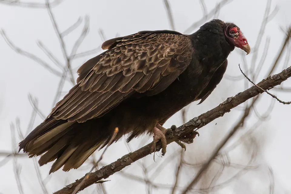 Urubu à tête rouge | Oiseaux de proie du Québec